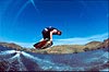 Collin Wright